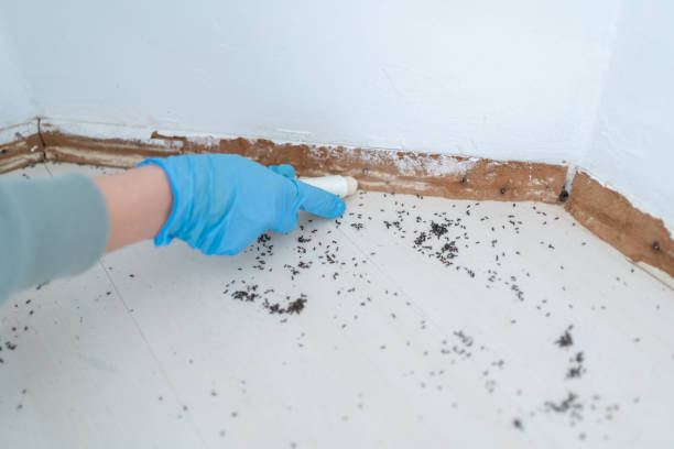 Best Emergency Pest Control  in Lake Bryan, TX